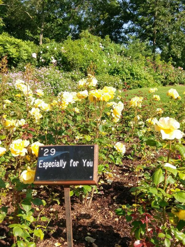 英國倫敦攝政公園中的瑪莉皇后玫瑰園（Queen Mary's Rose Gardens in The Regent's Park, London）