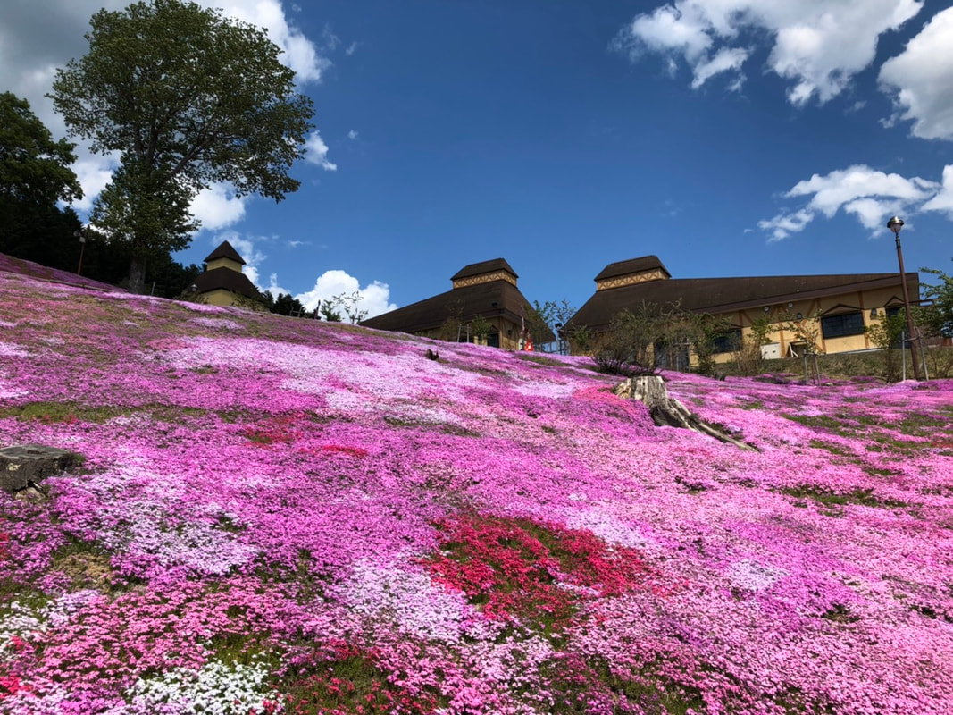 日本北海道瀧上的美麗芝櫻