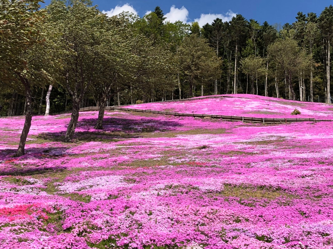 日本北海道瀧上的美麗芝櫻